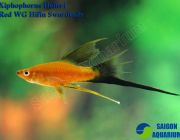 Меченосец красный чернохвостый лирохвостый 4см (MCH06)