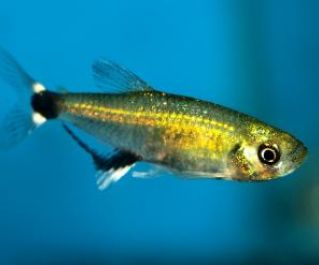 Афиохаракс парагвайский (черная точка)