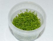 Микрантемум Монте Карло (TC 48)