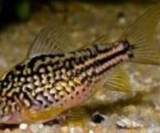 Коридорас Напо  (3-4см) (PU-016)