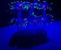 Светящийся декор для аквариума 
