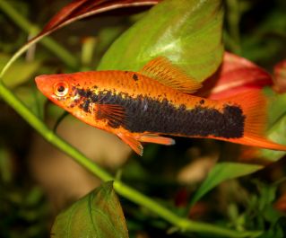 Меченосец красный токседо купить 5см