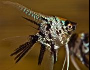 Скалярия бриллиантовая 5-6 см