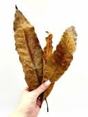 Листья манго (упаковка 10 шт) (DR-M)