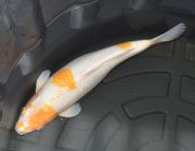 Карп кои лот 31 (ККL031)