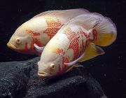 Астронотус тигровый альбинос 6-7см (B091)