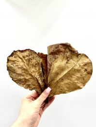 Листья миндального дерева (упаковка 10 шт) (DR-C)