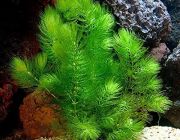 Роголистник темно-зеленый (пучок) (В006)