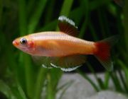 Кардинал золотой