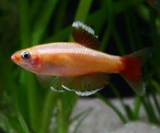 Кардинал золотой купить с доставкой