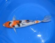 Карп кои лот 21 (ККL021)