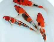 Лот 4. Набор из 4 карпов кои шова