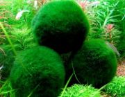 Кладофора 5см (K001)