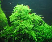 Мох рождественский купить с доставкой