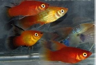 Пецилия ассорти высокоплавничная купить 3,5см