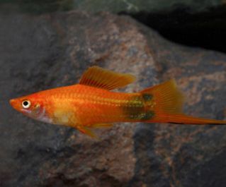 Меченосец красный Микки-Маус купить