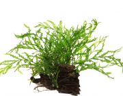 Болбитис геделоти на коряге (U017)