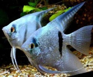 Скалярия нимфея голубая 2,5-3см