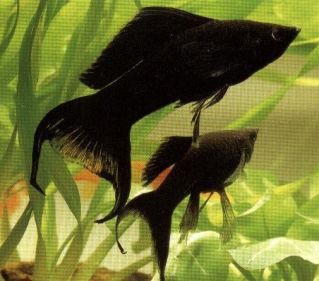 Велифера черная высокоплавничная купить 5-6см