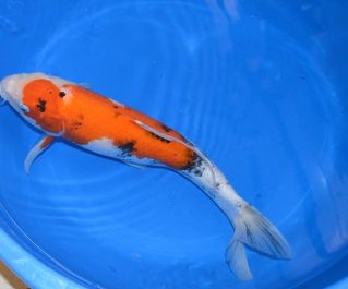 Продажа карпов кои с выбором по фотографии