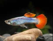 Гуппи самцы огненный хвост