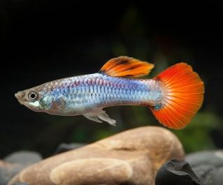 Гуппи самцы огненный хвост купить