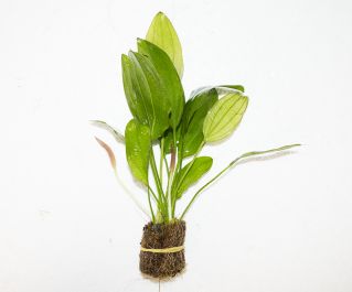 Эхинодорус Розе (пучок) (B058) купить