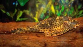 Кохлиодон красный 7-8см