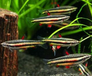 Нанностомус маргинатус 3см. (PU-102)