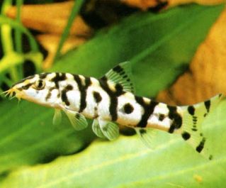 Боция пакистани Лохаката купить 3-4см