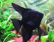 Скалярия черная 3,5-4см