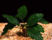 Анубиас кофейнолистный (ветка) (L172)