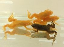 Лягушка шпорцевая  альбинос 4см купить с доставкой