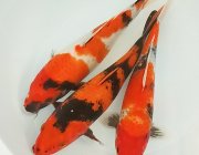 Лот 5 (ККL005), набор из 3 карпов кои шова