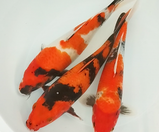 Карп кои купить лот 5 (ККL005) выбрать во фотографии