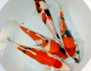 Японский карп кои Шова 23 см (YASH)