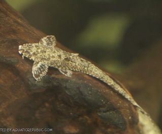 Лорикария парва (Rineloricaria parva) купить с доставкой