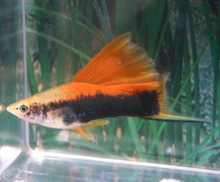 Меченосец ассорти высокоплавничный купить 5 см