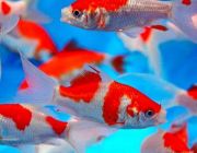 Комета красно-белая 7-10см (Р-C710)