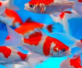 Комета красно-белая купить 7-10см (Р-C710)