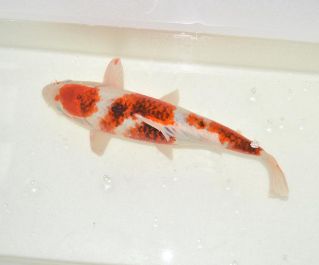 Карп кои лот 36 (ККL036), размер 48 см