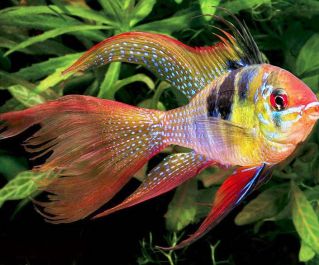 Апистограмма рамирези вуалевая купить 2,5-3,5см