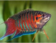 Макропод 5-6см