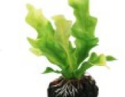 Искусственное растение 15см 