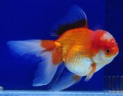 Оранда красно-белая 6-7см (GR 07)