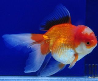 Оранда красно-белая купить 6-7см (GR 07)