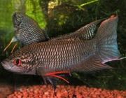 Макропод черный 4-5см