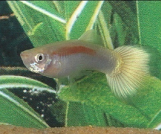 Гуппи самцы желтый лазер купить