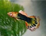 Гуппи самцы солнечный луч