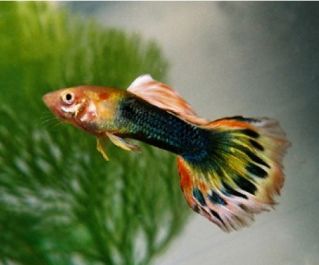 Гуппи самцы солнечный луч купить